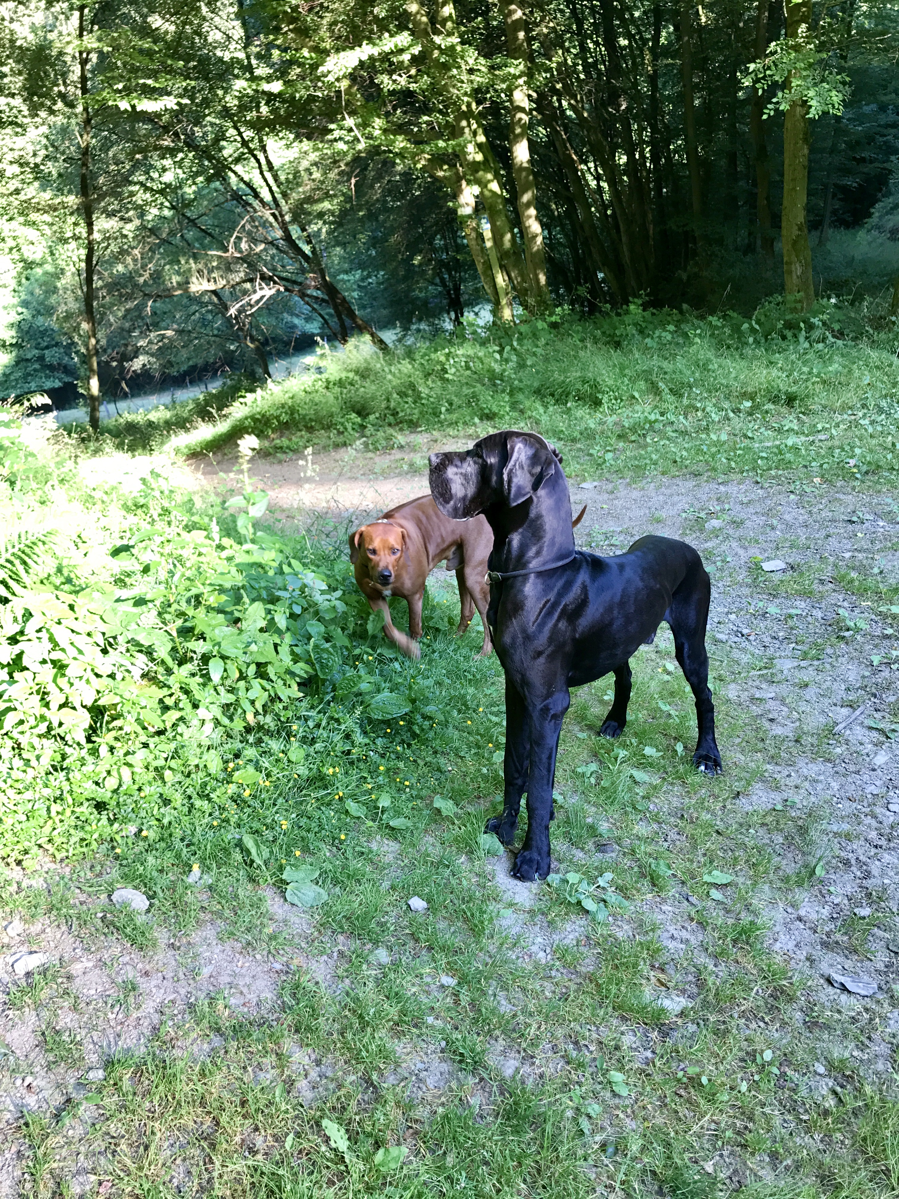 Hunde Willkommen