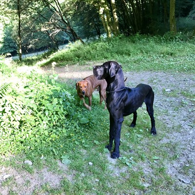 Hunde Willkommen