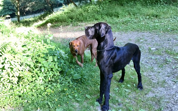 Hunde Willkommen