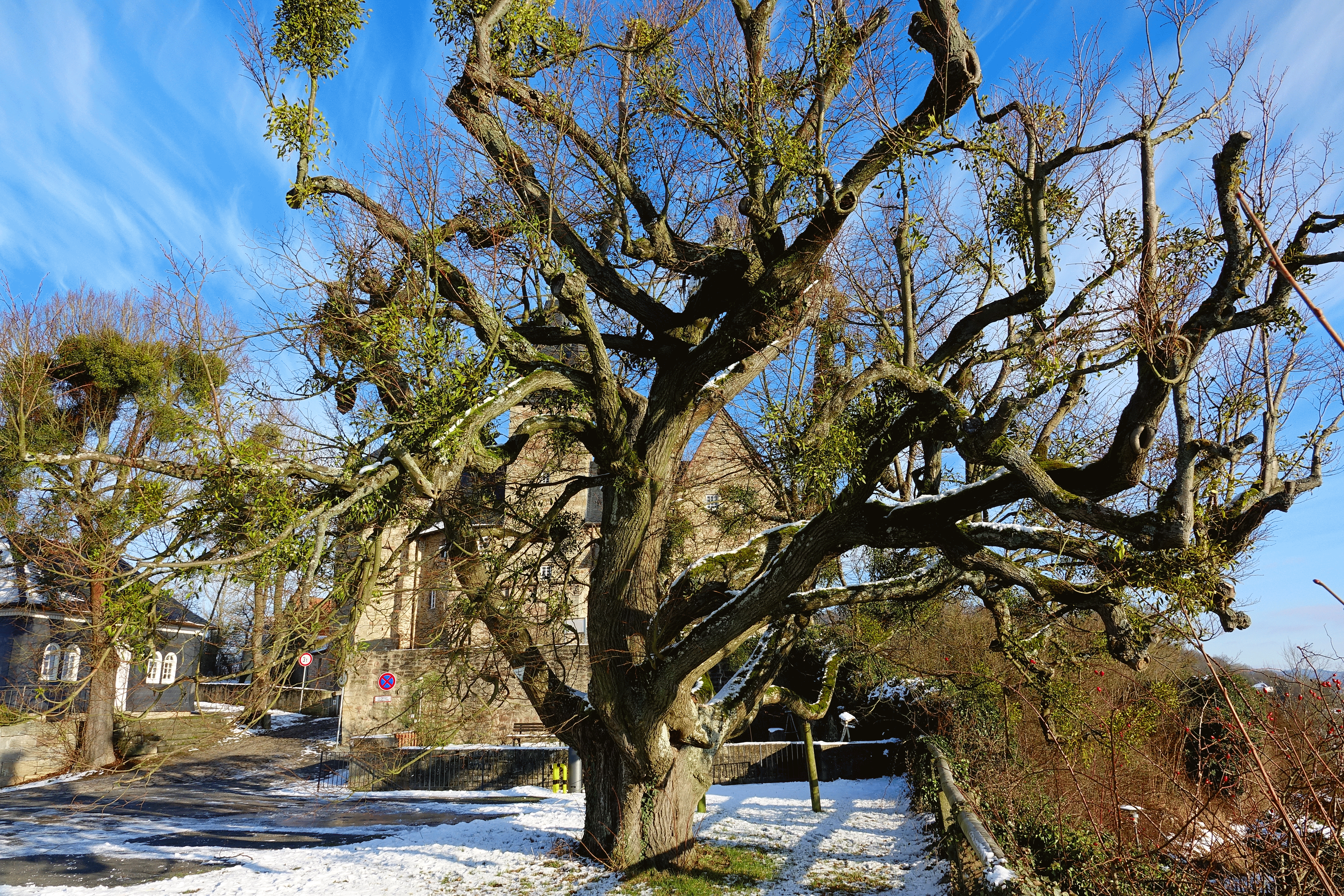 Schloss-Spangenberg-Linde