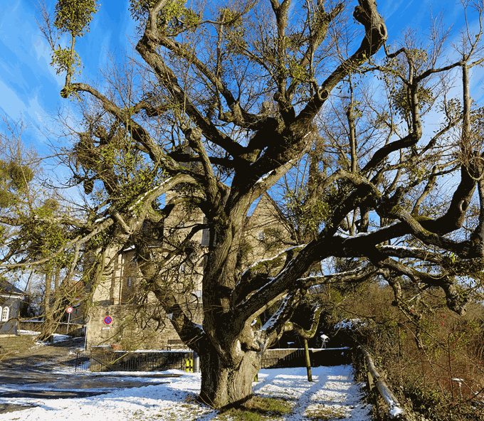 Schloss-Spangenberg-Linde.gif